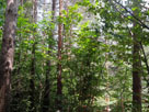 Snimka35